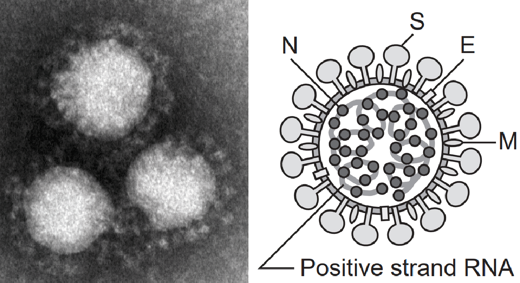 新型コロナウイルス(SARS-CoV-2)とは