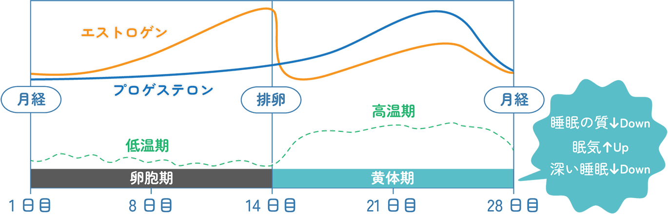 図表・イメージ：月経周期に関わる女性ホルモン変動と睡眠