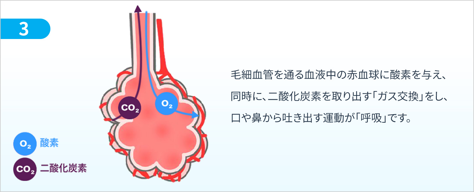 毛細血管を通る血液中の赤血球に酸素を与え、同時に、二酸化炭素を取り出す「ガス交換」をし、口や鼻から吐き出す運動が「呼吸」です。