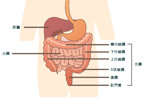 大腸がんの特徴 がんのつらさ 痛みや症状をつたえて シオノギ製薬 塩野義製薬